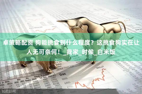 卓策略配资 狗能挑食到什么程度？这挑食狗实在让人无可奈何！_我家_时候_白米饭